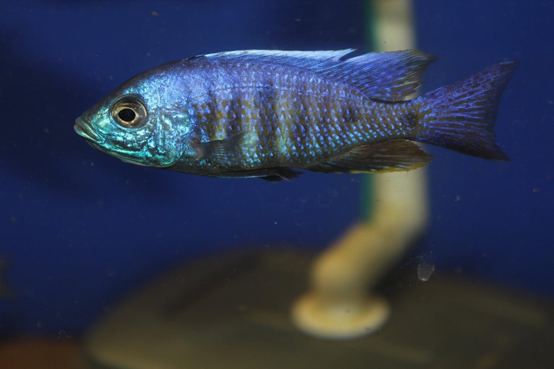 Copadichromis verduyni 'Chidunga Rocks'